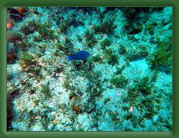 Seabase Scuba 2012 (33) * 4288 x 3216 * (12.3MB)